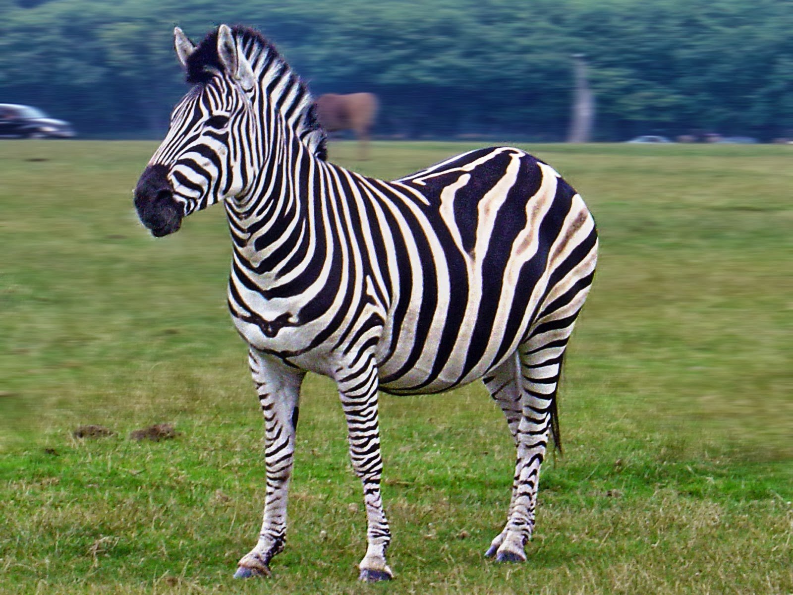 Zebra